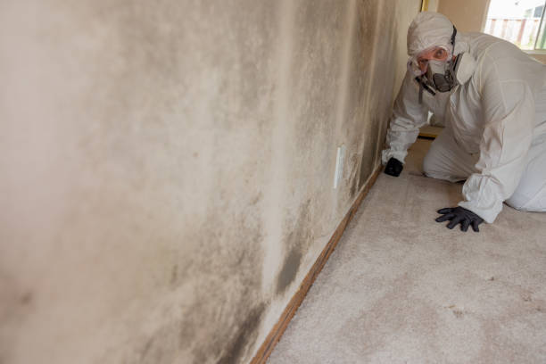 Best Water Damage & Mold Remediation  in Beachwood, OH